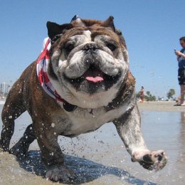 The Weekend Series: pupper don't preach – beat the summer heat at the best dog-friendly beaches