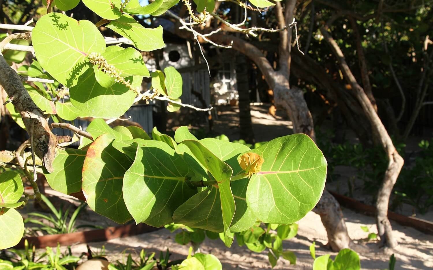 Coco Tulum