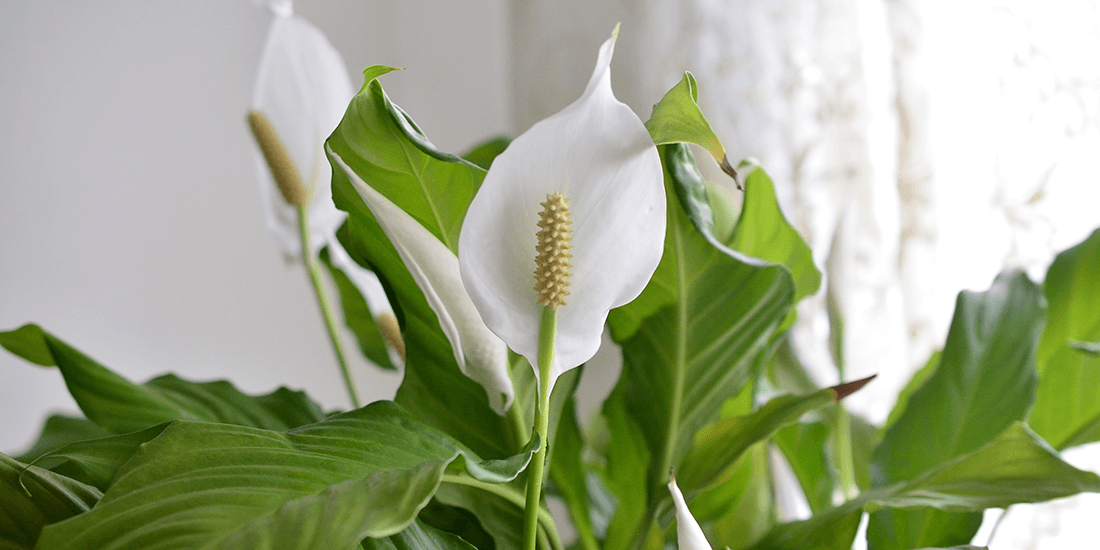 The Weekend Series: five visually striking indoor plants for beginners