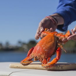 Venture south for the Taste of Kingscliff & Tweed Coast Winter Food Festival