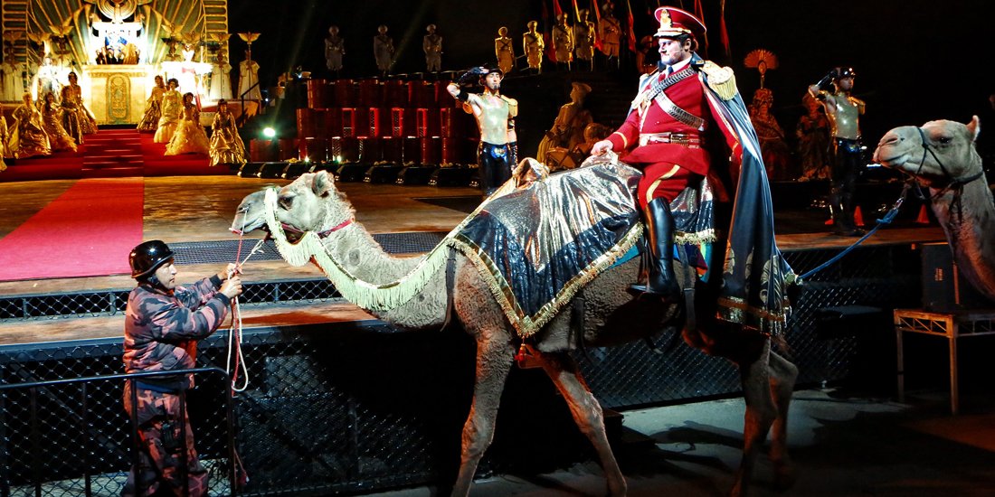 Diva camels set to steal the show at the Griffith Opera on the Beach in Coolangatta