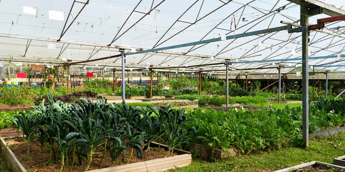 Currumbin Valley Harvest