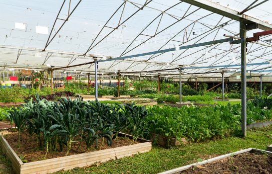 Currumbin Valley Harvest