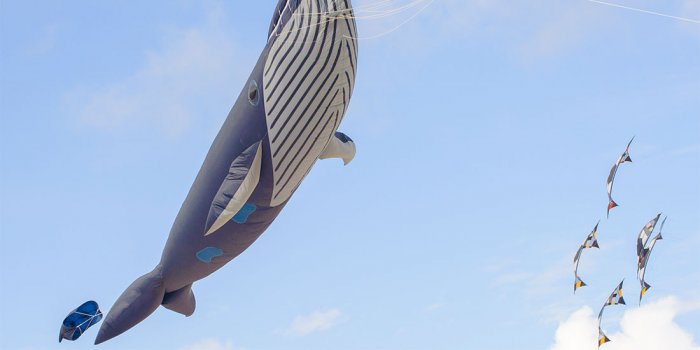 Gold Coast Festival of Kites