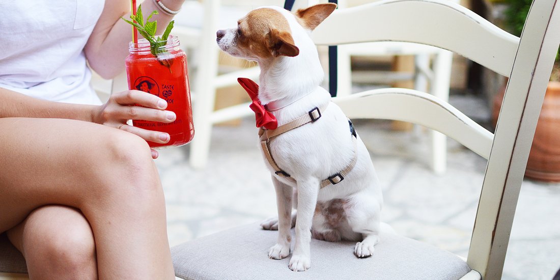 The round-up: bark up the right tree at the Gold Coast's best dog-friendly cafes and bars