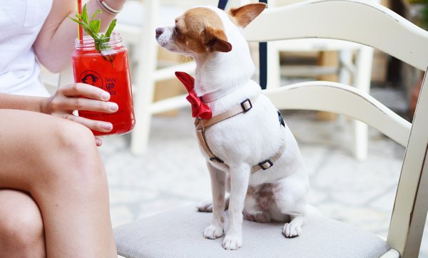 The round-up: bark up the right tree at the Gold Coast's best dog-friendly cafes and bars