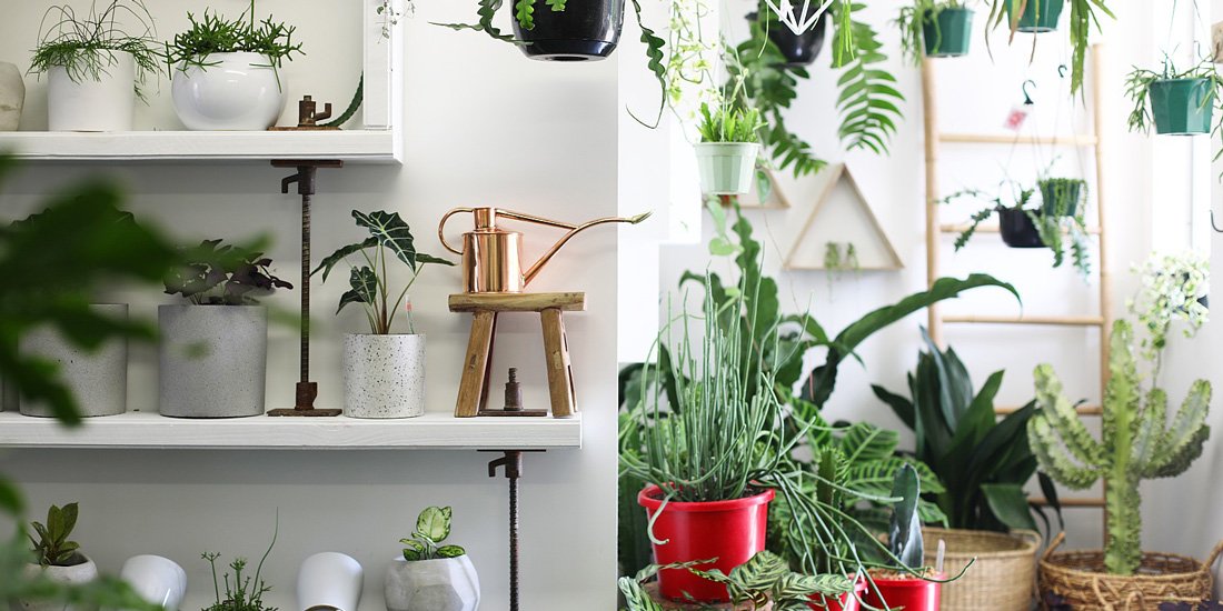 Greenfolk brings plants, homewares and botanical vibes to Burleigh