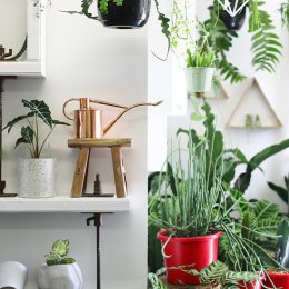 Greenfolk brings plants, homewares and botanical vibes to Burleigh