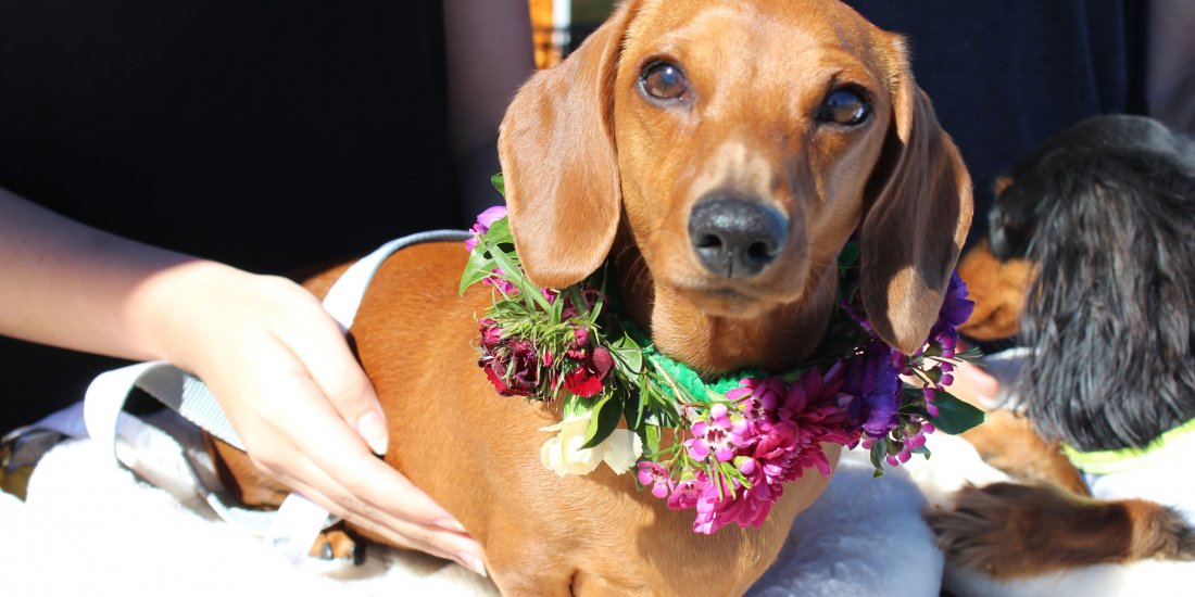 The coast's biggest dog market Paws at the Park returns for another day of four-legged fun