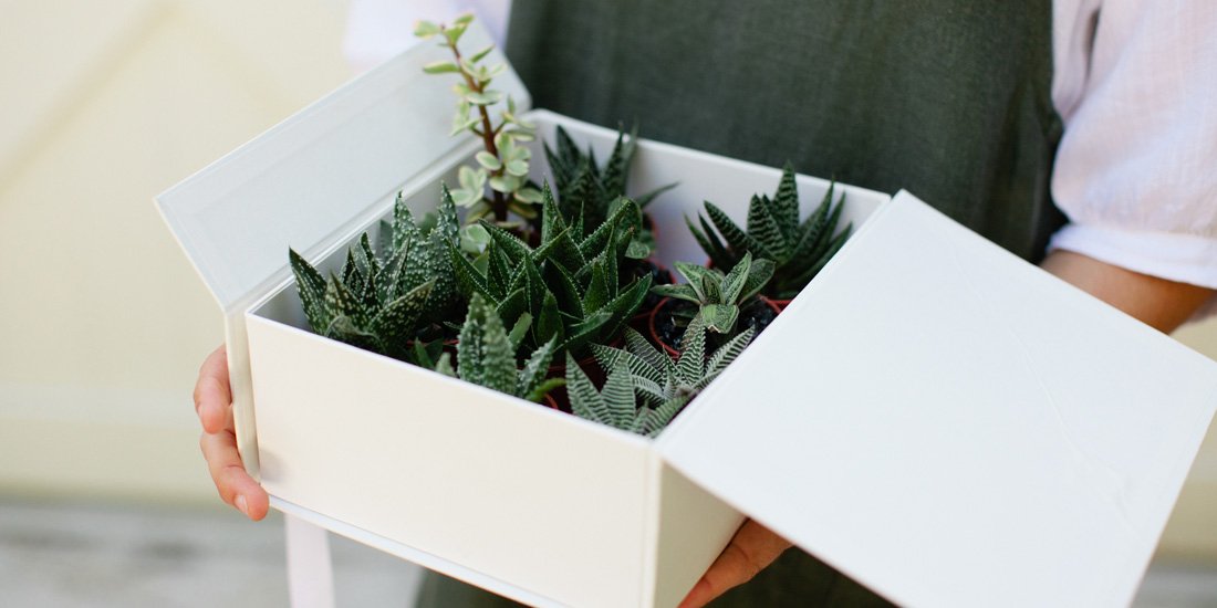 TWE-plants-in-a-box-delivery-02-1100x550