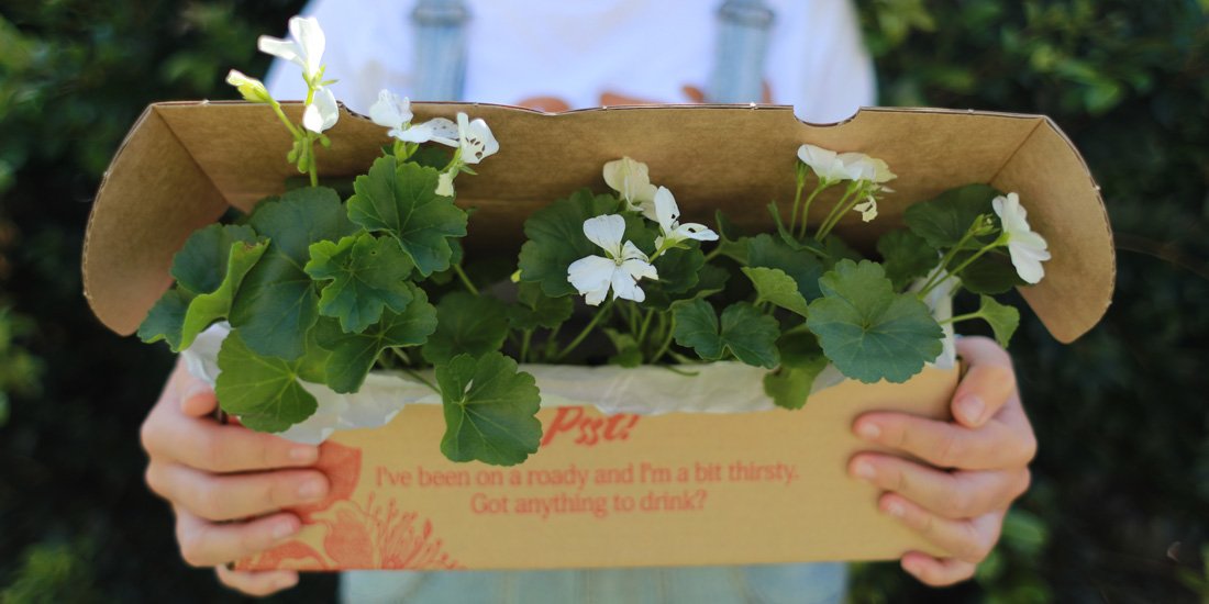 Get greenery delivered to your door with Currumbin's Plants in a Box
