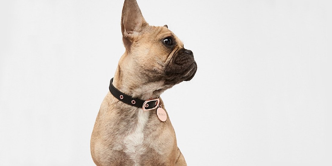 Dapper doggos – Mimco to launch a series of leather dog collars