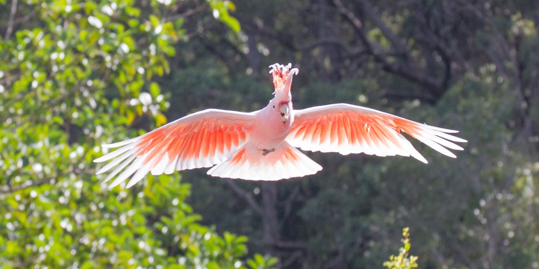 Be captivated by Currumbin Wildlife Sanctuary's soaring new show Wild Skies