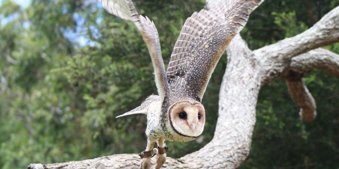 Be captivated by Currumbin Wildlife Sanctuary's soaring new show Wild Skies