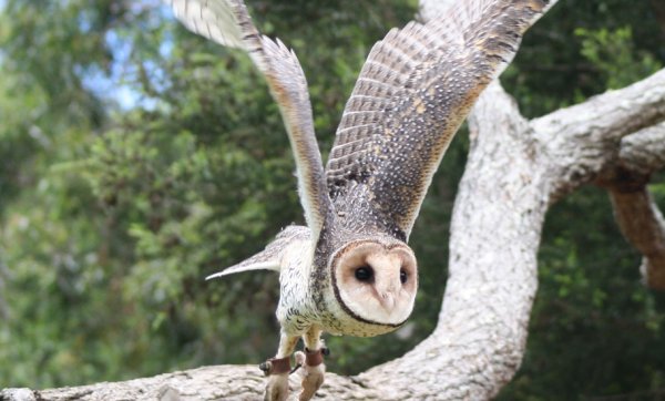 Be captivated by Currumbin Wildlife Sanctuary's soaring new show Wild Skies