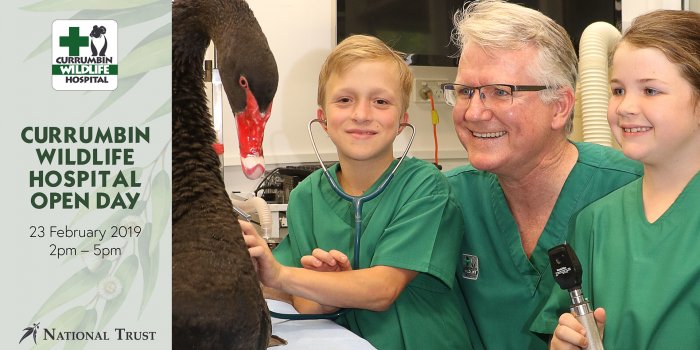 Currumbin Wildlife Hospital Open Day