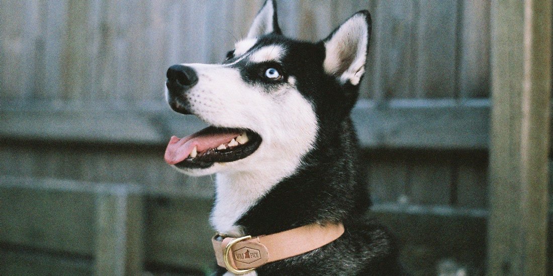 Deck out your doggo with handmade collars and leashes from Wolf Pack Leather