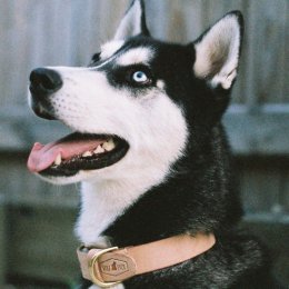 Deck out your doggo with handmade collars and leashes from Wolf Pack Leather