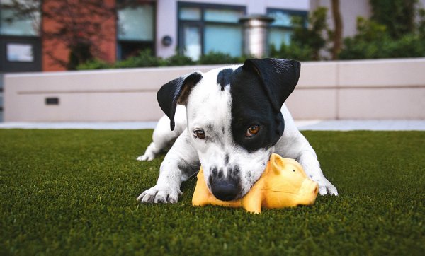 Dog lovers, assemble – Miami Barketta hits the coast for a day of puppy love