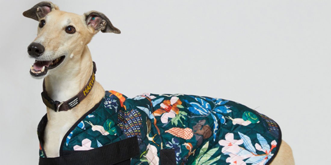 Keep Aussie pets safe with a limited-edition PetRescue x Gorman dog coat