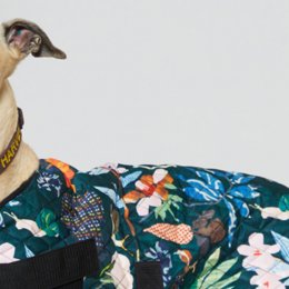 Keep Aussie pets safe with a limited-edition PetRescue x Gorman dog coat