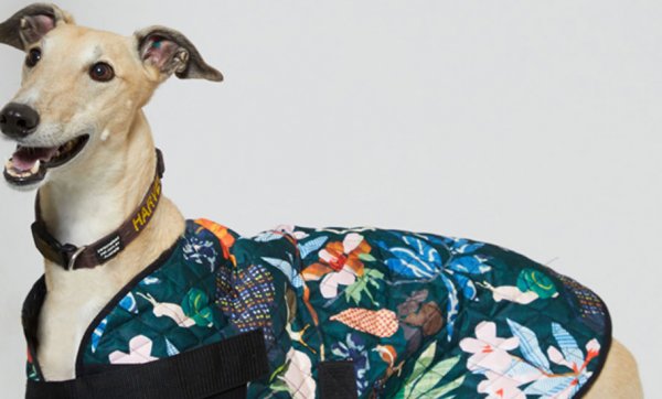 Keep Aussie pets safe with a limited-edition PetRescue x Gorman dog coat