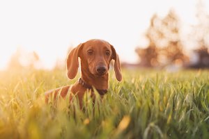 Paws at the Park