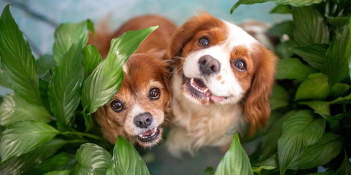 Pups, Plants + Pizza