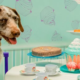 A pop-up ‘Insta museum' for pets is landing on the Gold Coast this summer