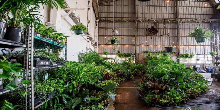 The Jungle Collective's Virtual Indoor Pop-Up Plant Sale