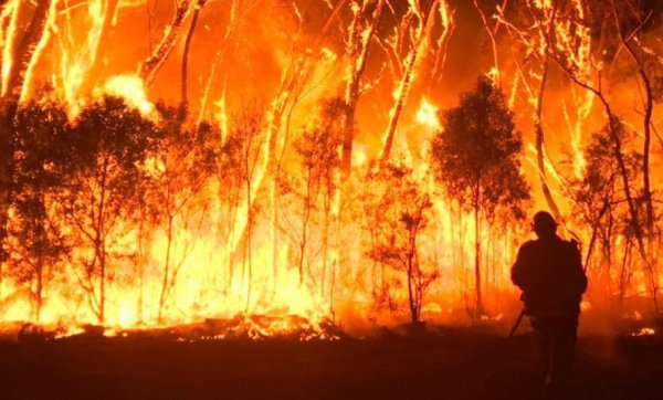 The most effective ways you can support bushfire relief efforts