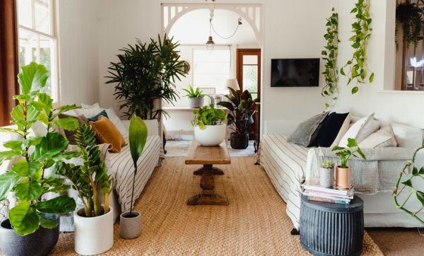 Enjoy room-ready plants straight to your door with The Plant People