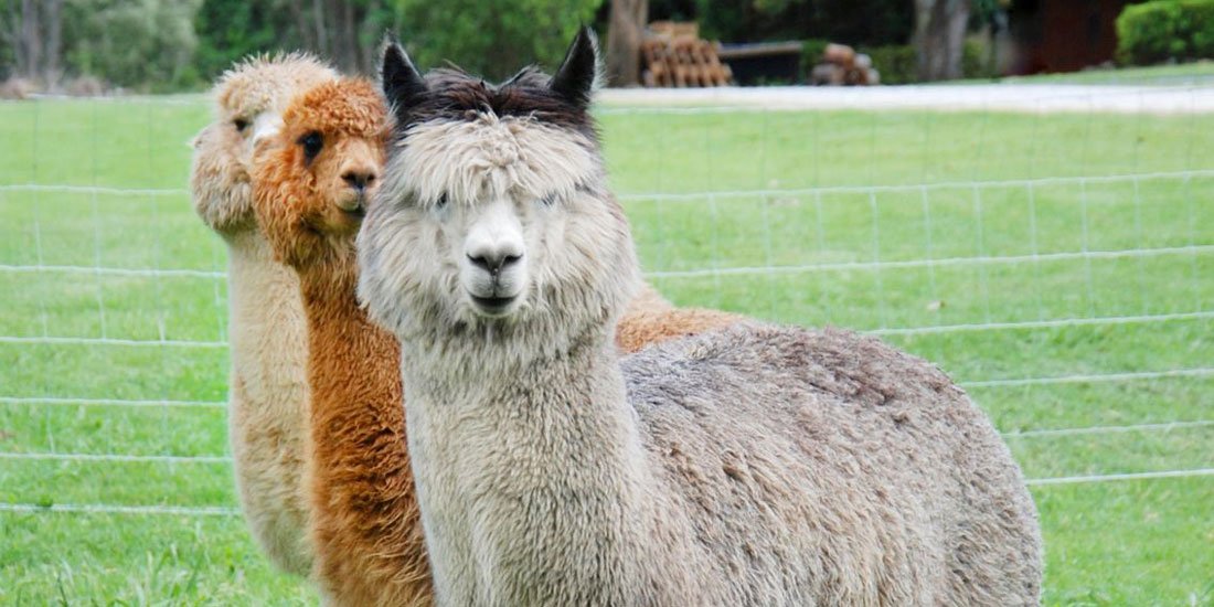 Make the most of Queensland's easing restrictions and frolic with alpacas through the vineyards