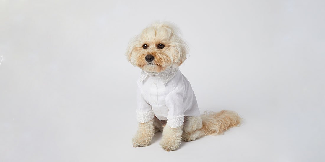 Primp your pooch with custom bridal dog wear from Sebastian Says