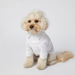 Primp your pooch with custom bridal dog wear from Sebastian Says
