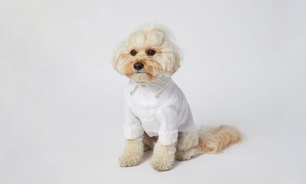 Primp your pooch with custom bridal dog wear from Sebastian Says