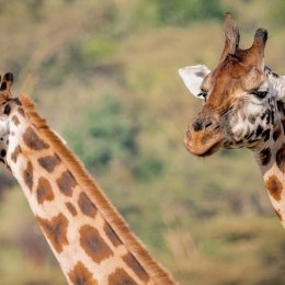 Goodbye productivity – Zoos Victoria is live-streaming animals for your viewing pleasure