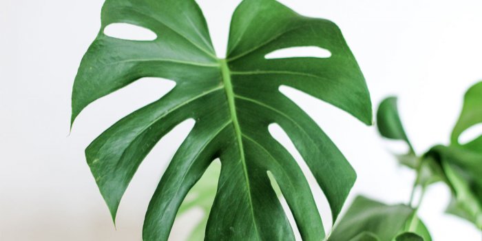 The Jungle Collective's Virtual Indoor Pop-Up Plant Sale
