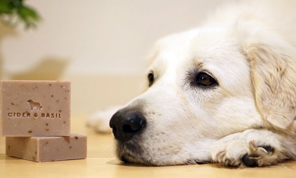 Treat your dashing hound to a taste of the good life with botanical shampoo bars and calming pet-friendly candles