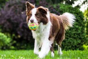 Tinsel, Tails & Ales at The Backyard Cafe