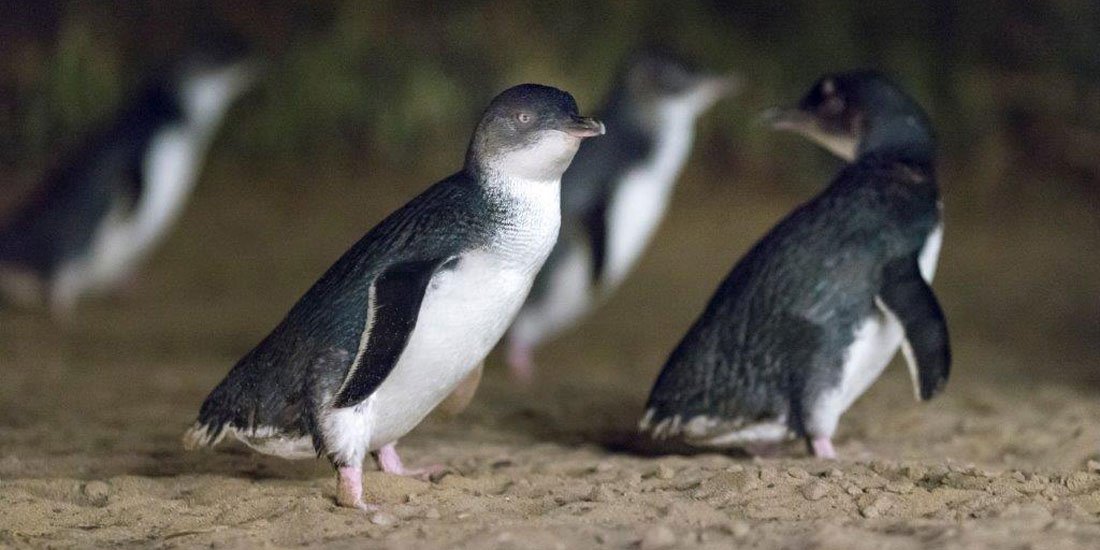 Catch all of the cuteness of Phillip Island's Penguin Parade via the park's live stream