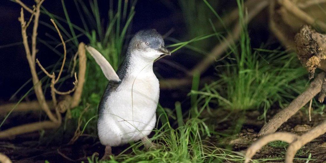 Catch all of the cuteness of Phillip Island's Penguin Parade via the park's live stream