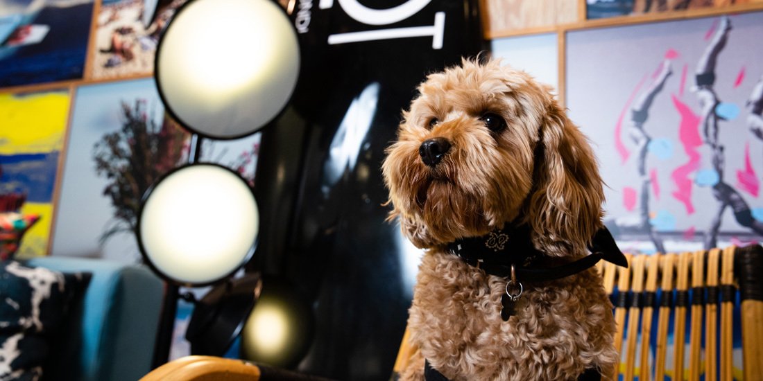 Pawdicures and doggy dinners – treat your fur baby to a luxe sleepover at QT Hotels & Resorts