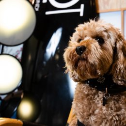 Pawdicures and doggy dinners – treat your fur baby to a luxe sleepover at QT Hotels & Resorts