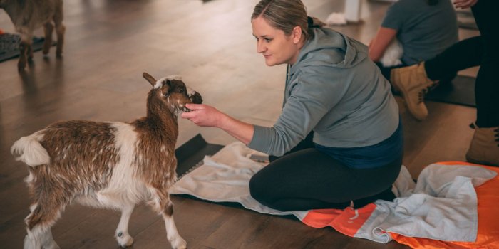 Goat Yoga at Flow ST8