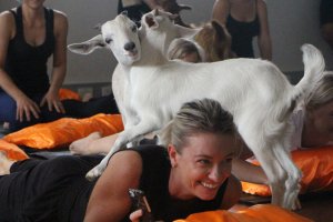 Goat Yoga at Flow ST8