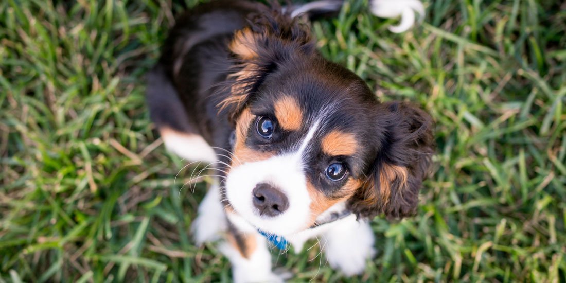 Fur-bulous activities and plenty of cute puppers await at the coast's biggest dog market Paws at the Park