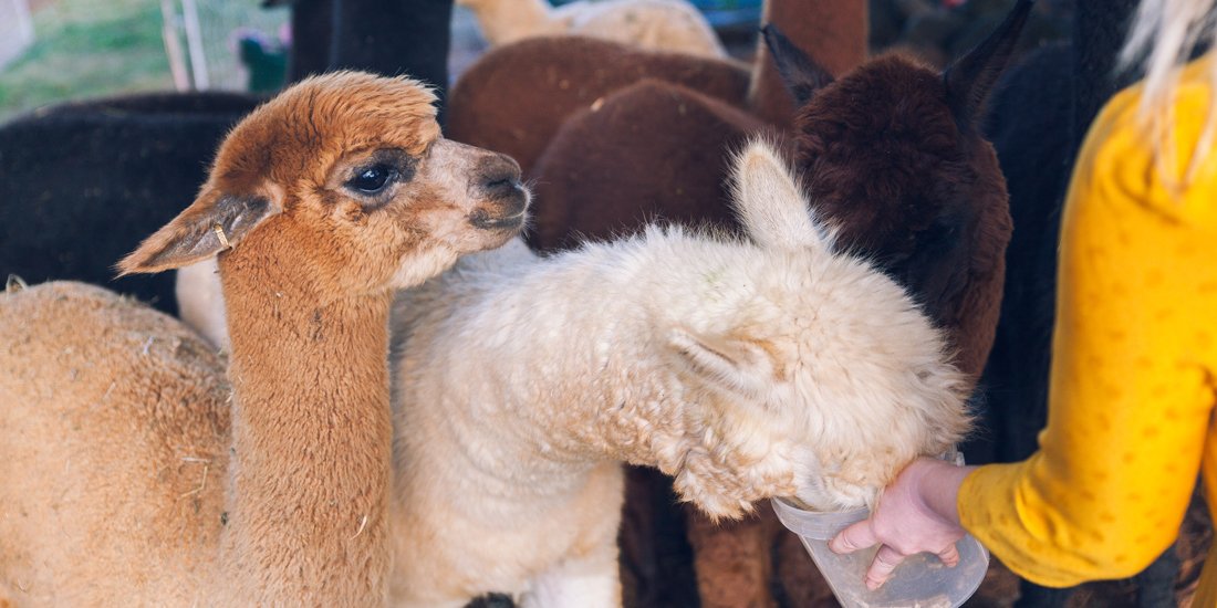 Spend a day picnicking, petting alpacas and learning about sustainable food practices at Ella's Farm