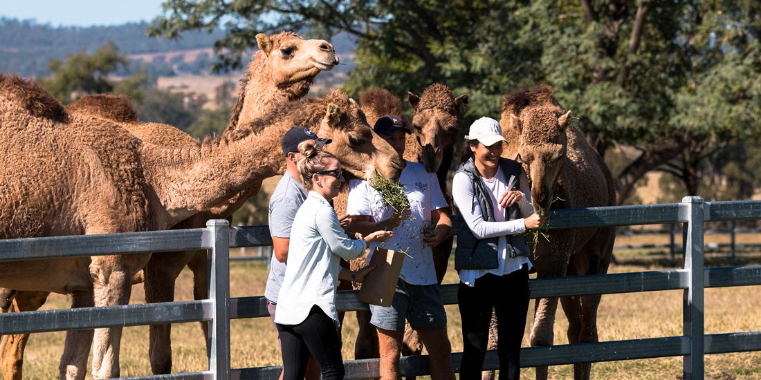 Hop on a hump and have sunset cocktails with camels at Summer Land Farm