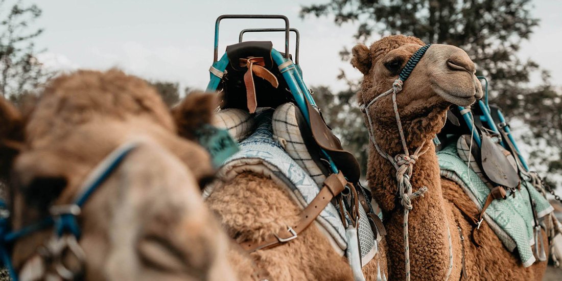 Hop on a hump and have sunset cocktails with camels at Summer Land Farm